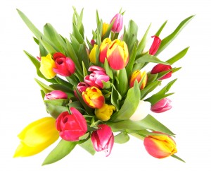 Delivery Tulips Flowers